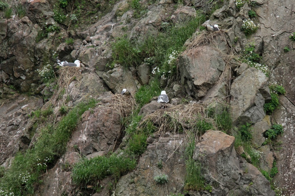 【大多福図(百福)】岸禮(岸礼) 734 掛け軸 大幅 お多福 岸派 肉筆 大多福図(百福)】岸禮(岸礼) 734 掛け軸 大幅 お多福 岸派 肉筆